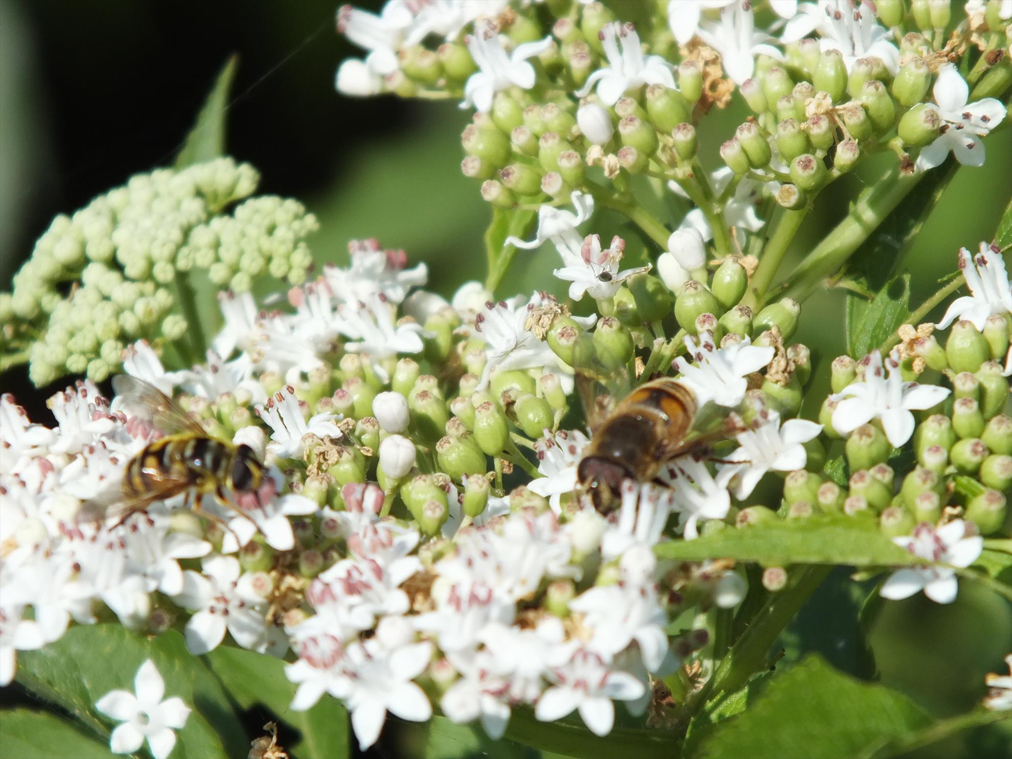 Sulimanu 28 - 29 iunie 2014 - dscf4188.JPG